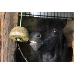 Blok siana o smaku marchwi HIPPOTONIC 1kg