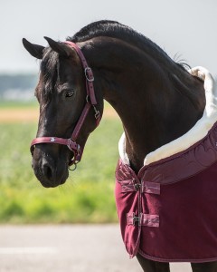 Kantak + uwiąz "Lily" QHP 