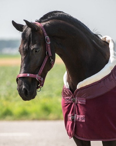 Kantak + uwiąz "Lily" QHP 