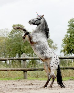 Róg jednorożca QHP 