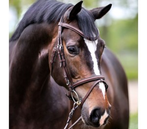 Ogłowie "Proline-William"