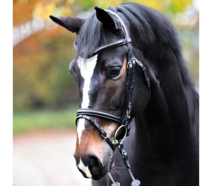 Ogłowie "Proline-William" 