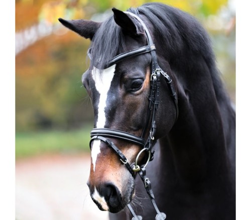 Ogłowie "Proline-William" 