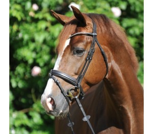 Ogłowie  "Clinchesse" 