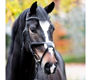  Ogłowie "Proline Diego"