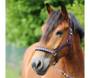 Kantar dla koni zimnokrwistych "Draft Horse-Classic"