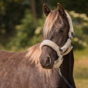 Kantar FUR PROTECTION 