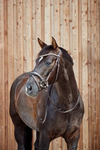 Ogłowie anatomiczne Somerset 