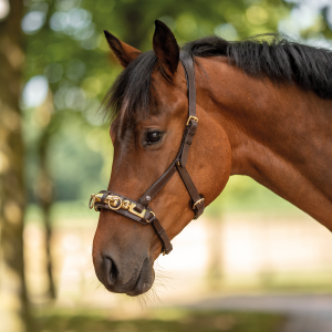 Kawecan/ ogłowie ANATOMIX