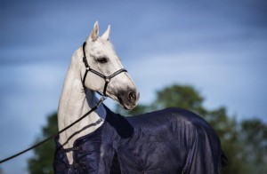 Derka siatkowa przeciw owadom START Standard - rozm. 155cm - WYSYŁKA 48H