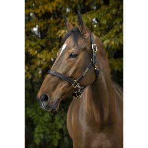 Kantar skórzany "Deluxe" 