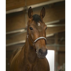 Kantar skórzany "DIADÈME" 