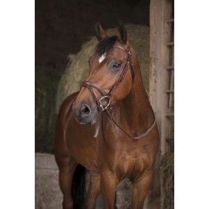 Wodze NORTON PRO "GP"