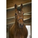 Kantar skórzany "STRASS" 