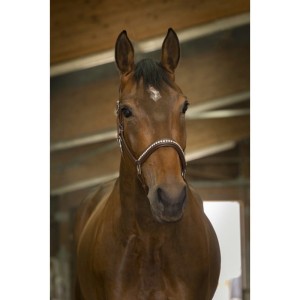 Kantar skórzany "STRASS" 