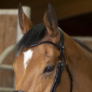 Ogłowie NORTON PRO WEYMOUTH