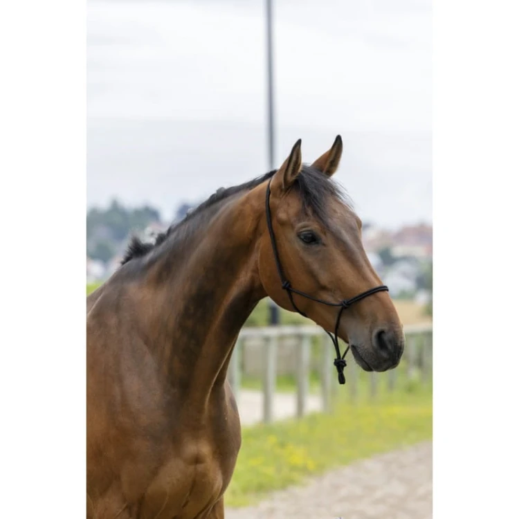 riding-world-fine-ethological-headcollar.jpg