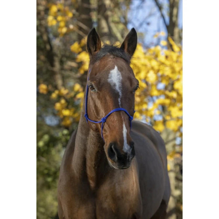 riding-world-fine-ethological-headcollar (1).jpg