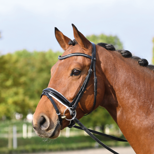 Ogłowie "Massa" z nachrapnikiem szwedzkim