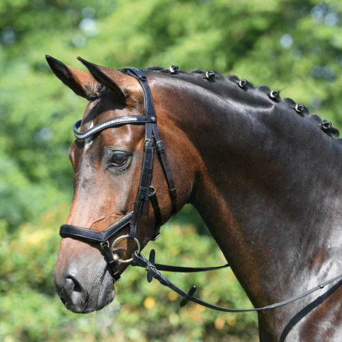 Ogłowie skórzane "Modena" 