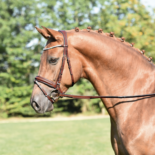 Ogłowie skórzane "Matera" 