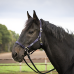 Kantar "Riding" do jazdy bez wędzidła  