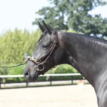 Kawecan "Professional" 