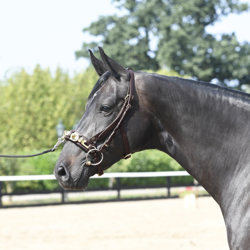 Kawecan "Professional" 