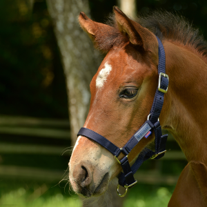 Kantar FOHLEN źrebięcy