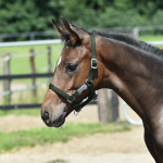 Kantar FOHLEN źrebięcy 