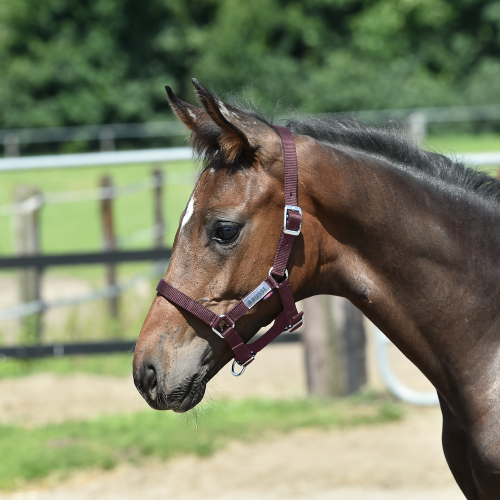 Kantar FOHLEN źrebięcy 