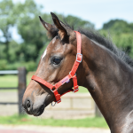 Kantar FOHLEN źrebięcy 