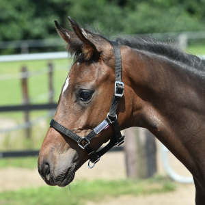 Kantar FOHLEN źrebięcy  