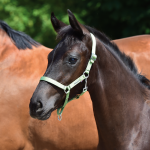 Kantar YOUNG źrebięcy 