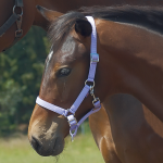 Kantar YOUNG źrebięcy  