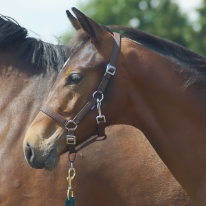 Kantar YOUNG źrebięcy 