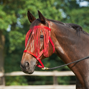 Kantar WEIDE-FRANSEN 