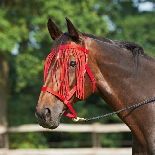 Kantar WEIDE-FRANSEN 