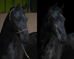 Halter Photography QHP
