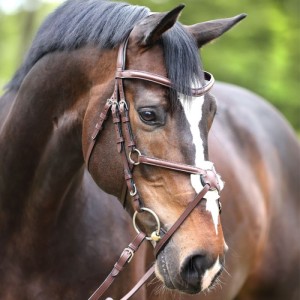  Ogłowie "Proline Diego" 