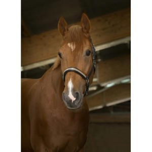 Kantar skórzany dla konia PRINCESSE - rozm. FULL - WYSYŁKA 48H