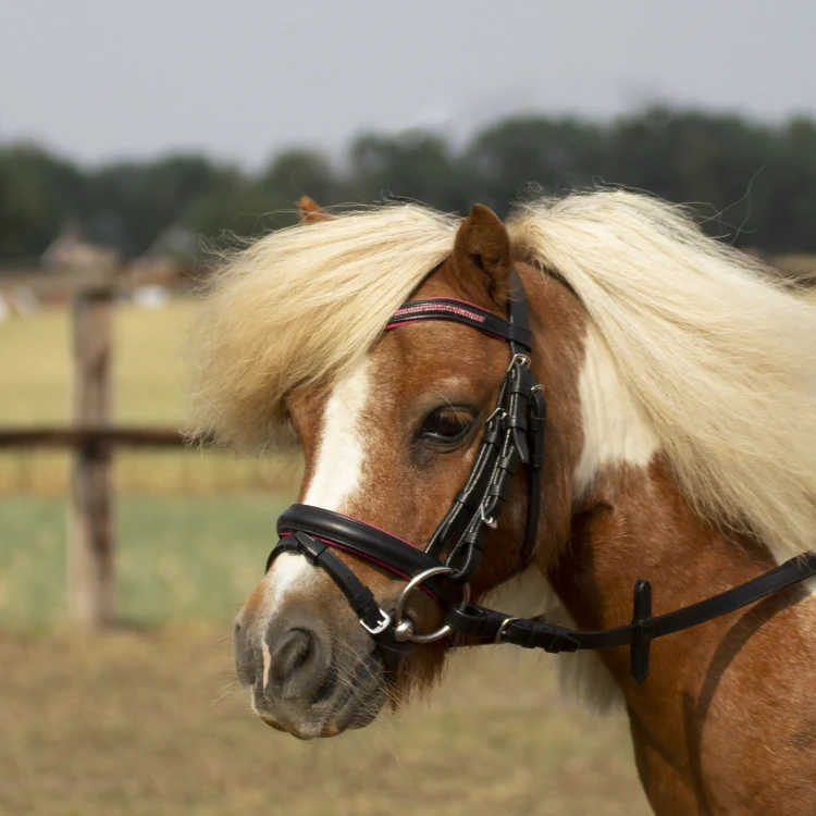 TN120255_z36_image (1).png