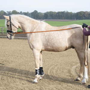 Długie wodze pomocnicze BUSSE 