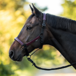 Kantar MARILIA BUSSE 