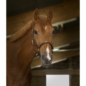 Skórzany kantar "CLINCHER" 