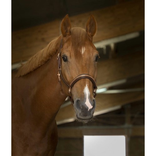 Skórzany kantar "CLINCHER" 