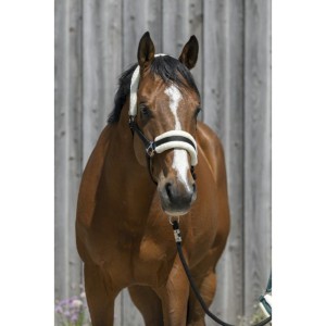 Kantar z futerkiem Riding world 