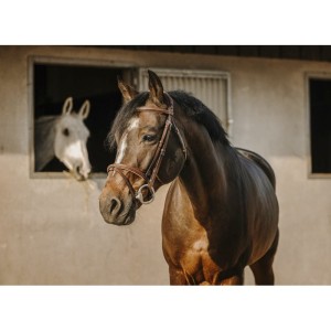 Ogłowie ERIC THOMAS "CROWN" 