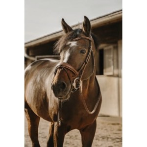 Ogłowie ERIC THOMAS "VISBY"