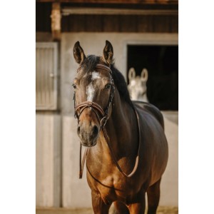 Ogłowie ERIC THOMAS "WORK"